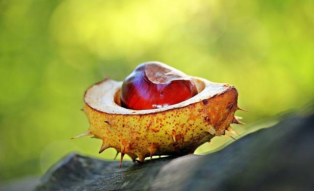 Kastanje herfst binnenactiviteiten